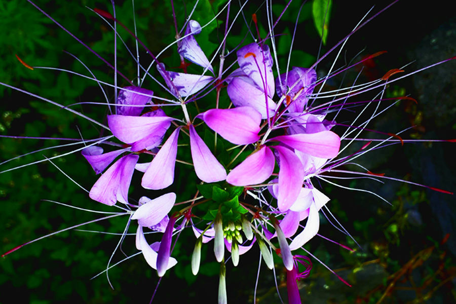 Purple flower on the way to Ghore Pani