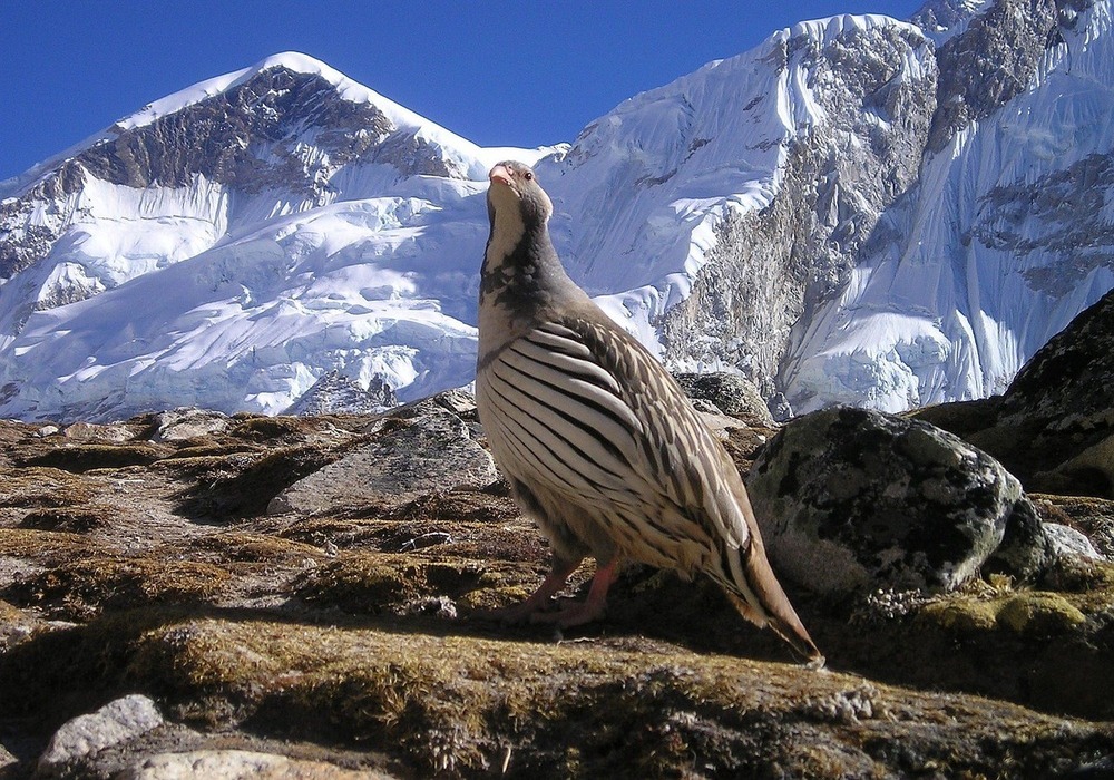 tibetan snowcock