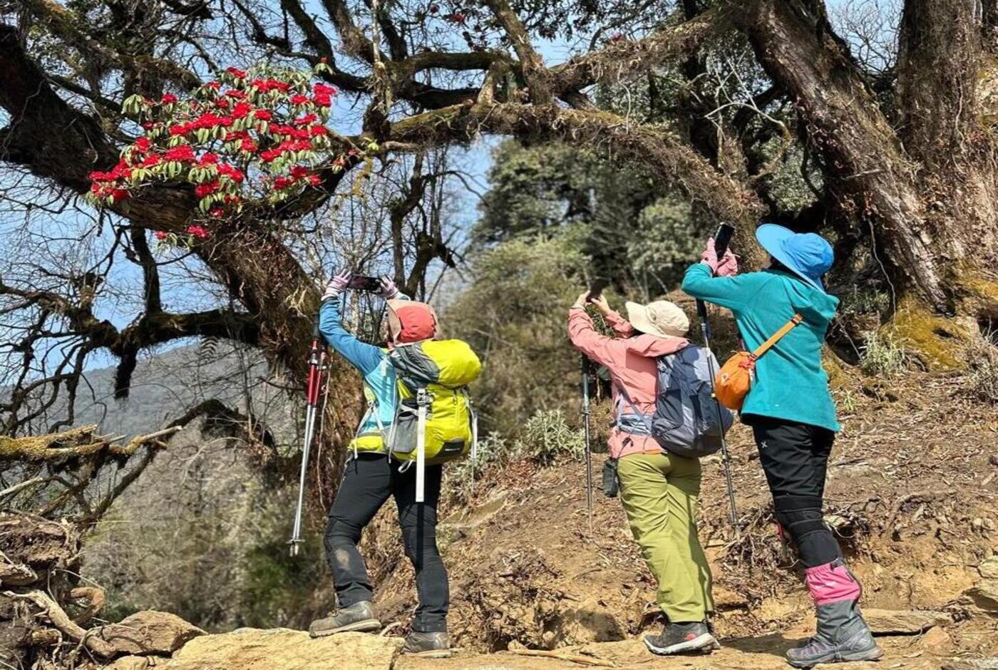 Poonhill Rhododendron