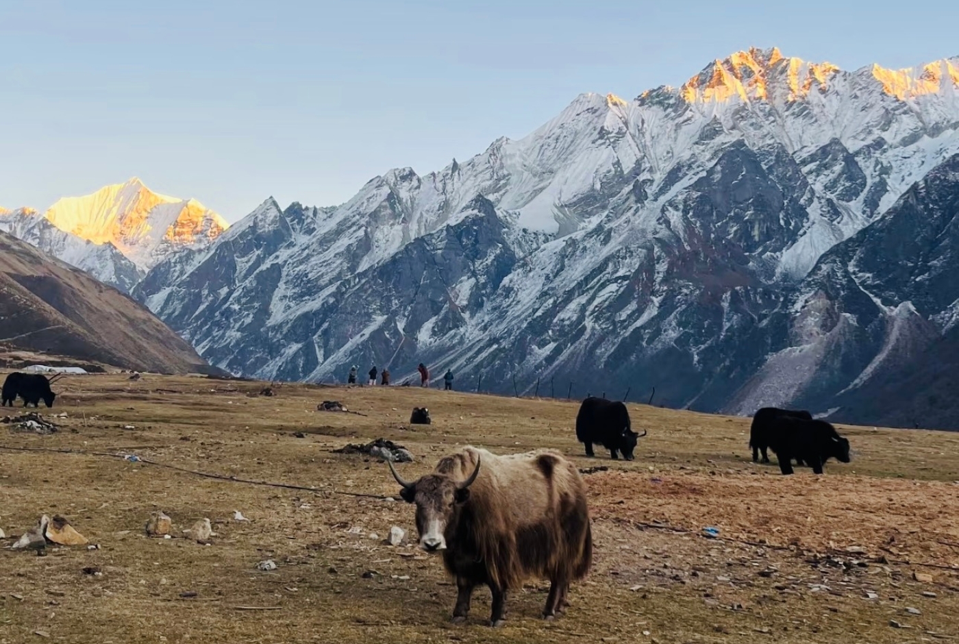 Kyanjin Gompa Yak Cheese Factory