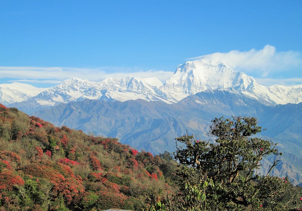 plant species in manaslu