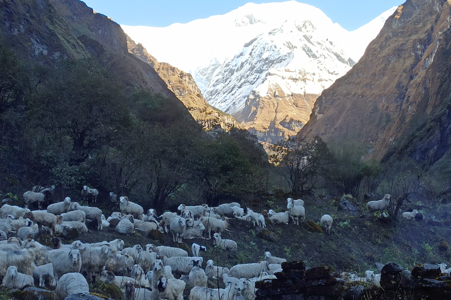 Sheeps in the way to Jhiny Danda